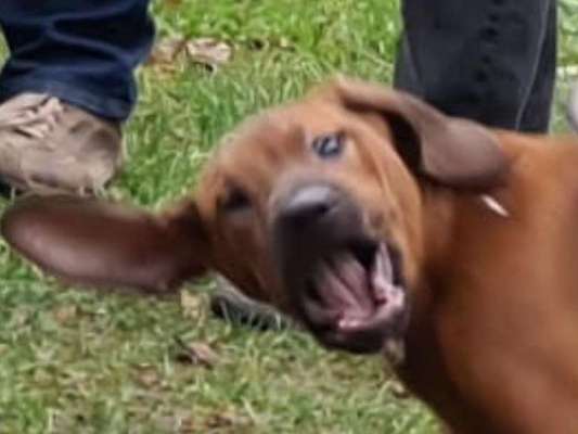 Labradorfans-Beitrag-Bild