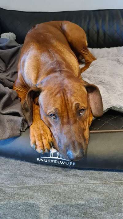 Hunderunde-Beitrag-Bild