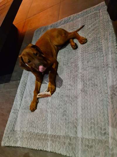 Rhodesian Ridgeback-Beitrag-Bild