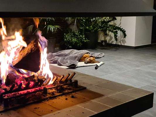 Rhodesian Ridgeback-Beitrag-Bild