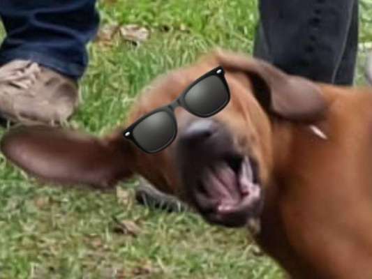 Labradorfans-Beitrag-Bild