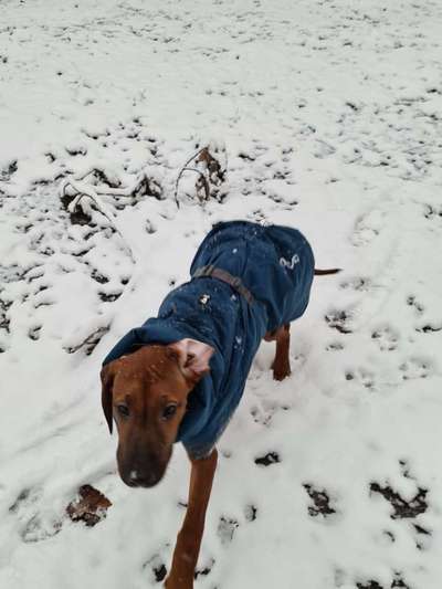Rhodesian Ridgeback-Beitrag-Bild