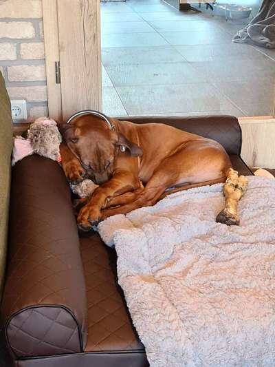 Rhodesian Ridgeback-Beitrag-Bild