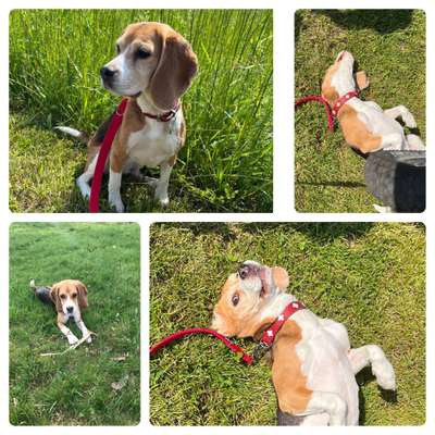 39. Collagen Challenge - Dein Hund auf einer Wiese-Beitrag-Bild