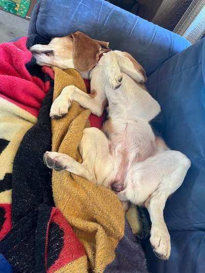 Dogorama Photo Challenge - Zeigt her eure Bäuche-Beitrag-Bild