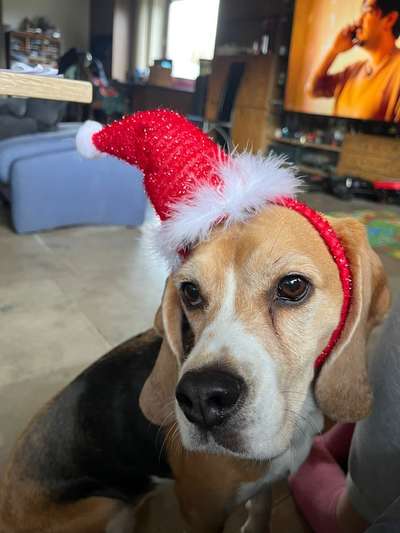 Dogorama Photo Challenge - Festliches Accessoires-Beitrag-Bild