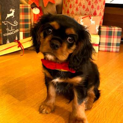 Cavaliere-Beitrag-Bild