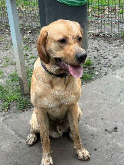 aktuelles Foto Gruppe Hundewiese am Hallo