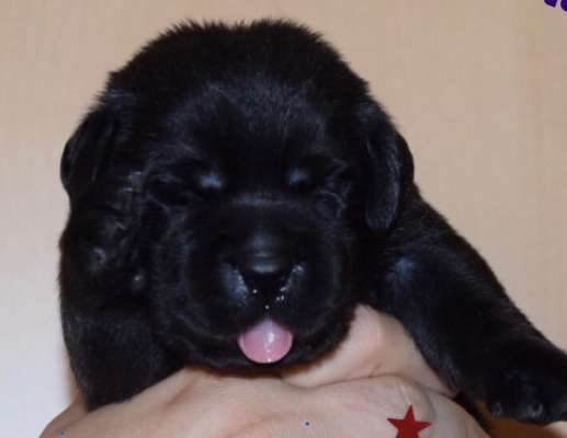 Fotochallenge Nr. 59 - Mein Hund zeigt die Zunge-Beitrag-Bild