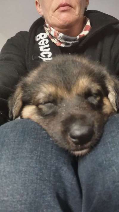 Welpen Bilder !-Beitrag-Bild