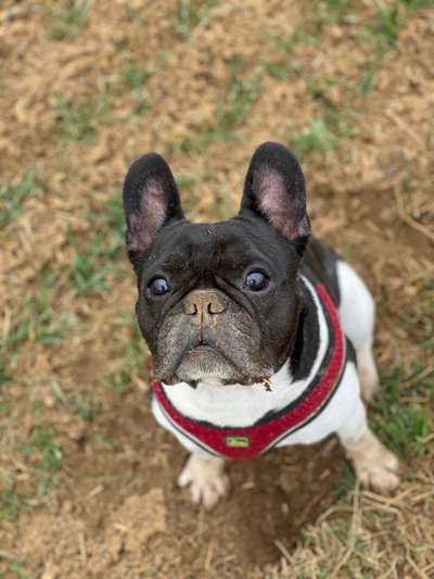 Dogorama Photo Challenge - Der Frühling kommt-Beitrag-Bild