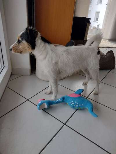 Parson Russell Terrier-Beitrag-Bild