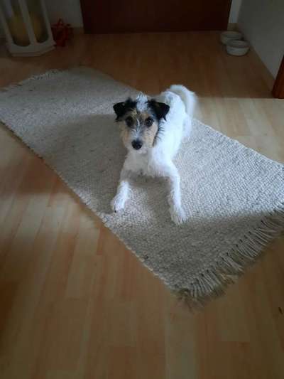 Hunderunde-Beitrag-Bild