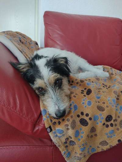 Hundetreffen-Social walk-Bild