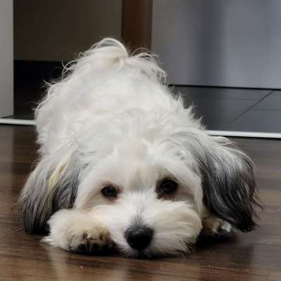 Hundetreffen-Waldheide Heilbronn-Profilbild