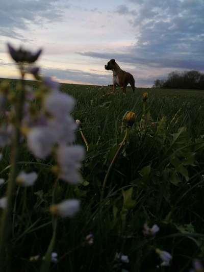 Die Dogorama Monats Challenge "Es grünt und blüht"-Beitrag-Bild