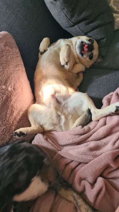 Fotochallenge Nr. 59 - Mein Hund zeigt die Zunge-Beitrag-Bild