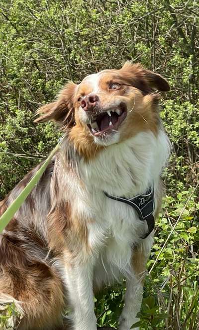 Die Dogorama Wochen Challenge-Beitrag-Bild