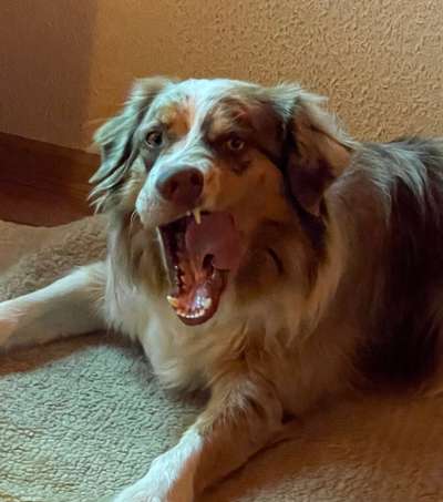 Fotochallenge Nr. 59 - Mein Hund zeigt die Zunge-Beitrag-Bild