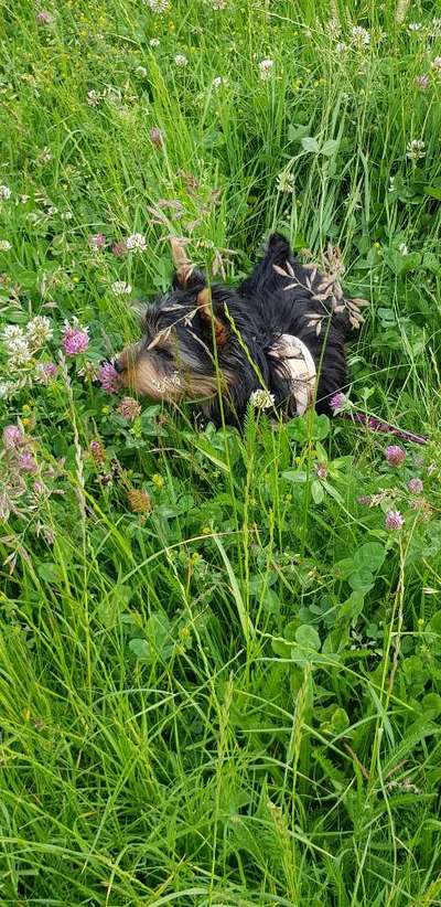 Die Dogorama Monats Challenge "Es grünt und blüht"-Beitrag-Bild