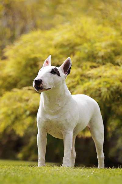 Miniatur Bull Terrier-Beitrag-Bild