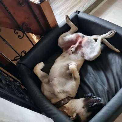 Hundetreffen-Hundewiese Bad Dürrenberg-Profilbild