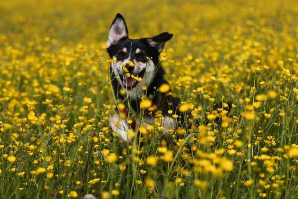 Die Dogorama Monats Challenge "Es grünt und blüht"-Beitrag-Bild
