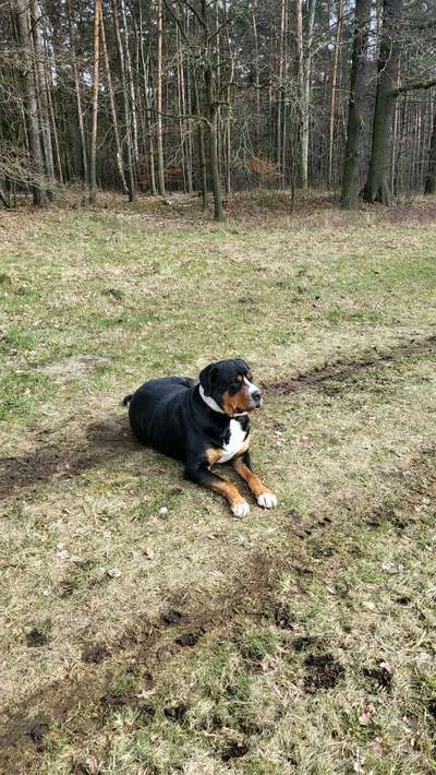 Große Schweizer Sennenhunde-Beitrag-Bild