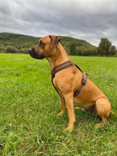 Mischlingshunde Foto Aufruf-Beitrag-Bild