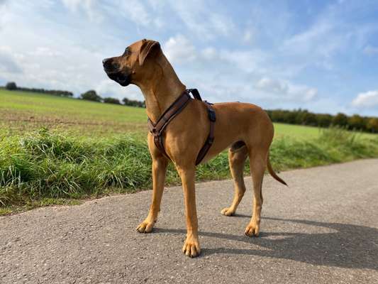 Rhodesian Ridgeback-Beitrag-Bild