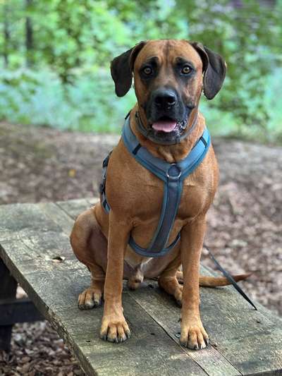 Rhodesian Ridgeback-Beitrag-Bild