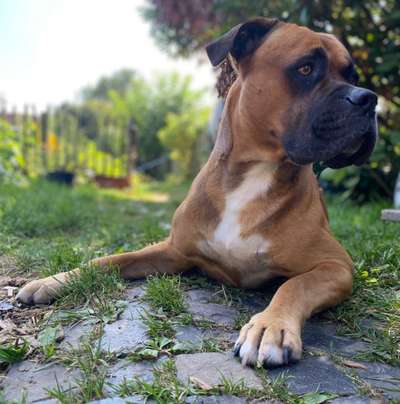 Mischlingshunde Foto Aufruf-Beitrag-Bild