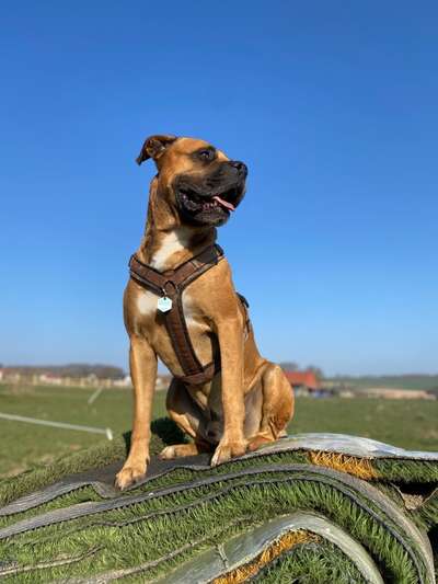 Boxer ???-Beitrag-Bild