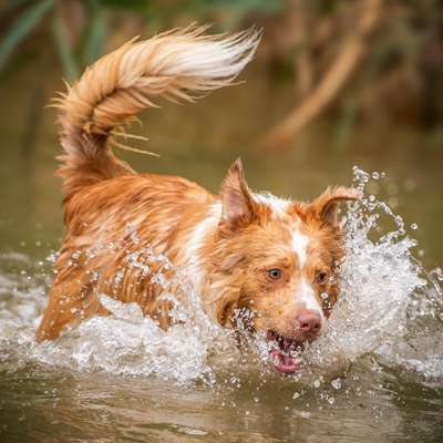 Hundetreffen-Spiel und Trainingspartner gesucht☺️-Bild
