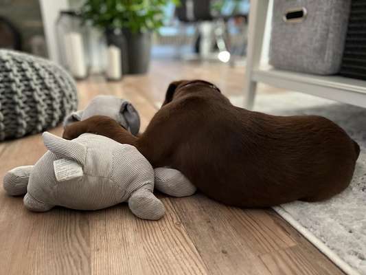 Dogorama Photo Challenge - Gegensätze-Beitrag-Bild