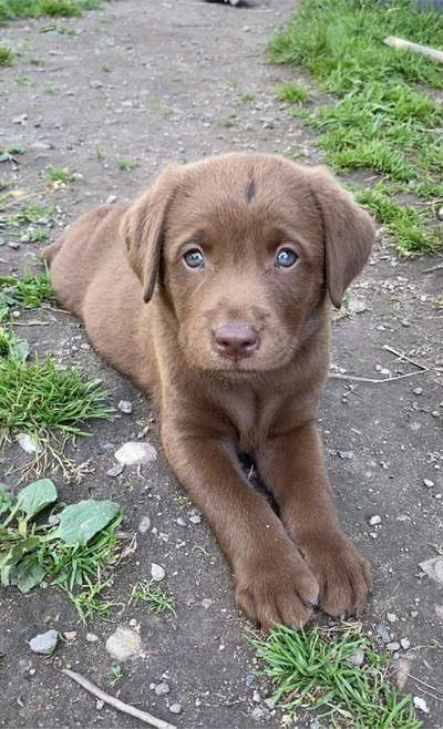 Labradorfans-Beitrag-Bild