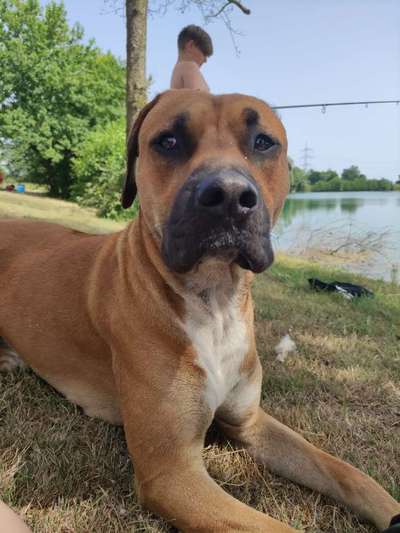 Boxer ???-Beitrag-Bild