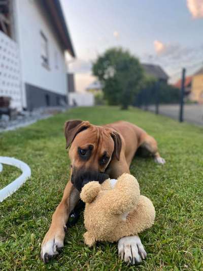 Rhodesian Ridgeback-Beitrag-Bild