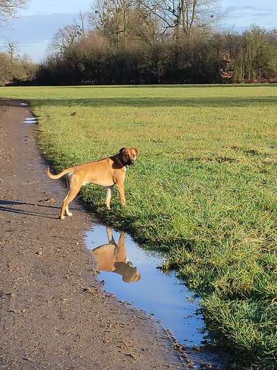 Dogorama Photo Challenge - Pfützen & Spiegelungen-Beitrag-Bild