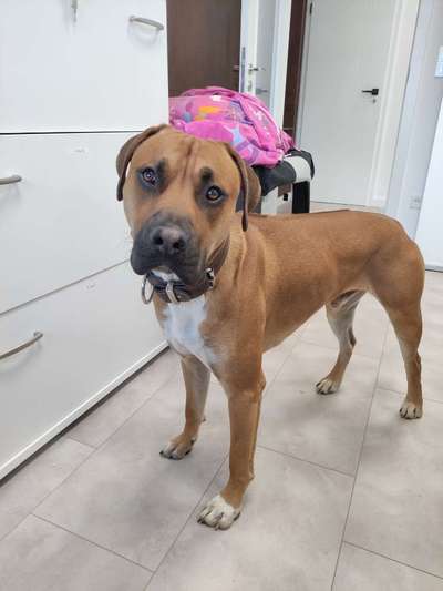 Mischlingshunde Foto Aufruf-Beitrag-Bild