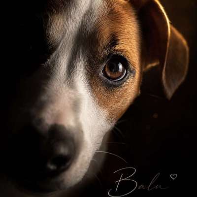 Hundetreffen-Gassi gehen und spielen-Bild