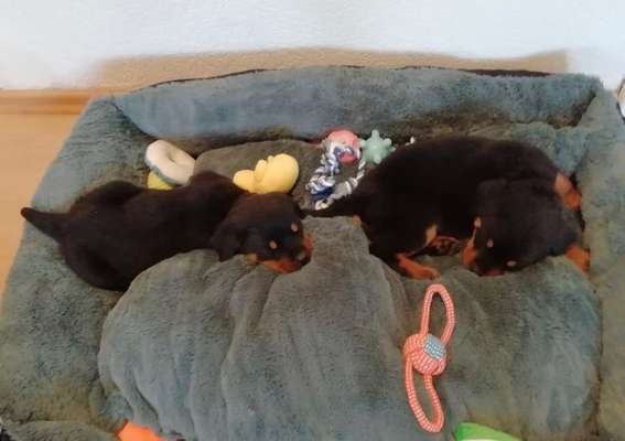 Welpen Bilder !-Beitrag-Bild