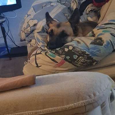 Herdenschutzhunde und Herdi-Mixe-Beitrag-Bild