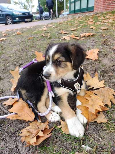 Welpen Bilder !-Beitrag-Bild