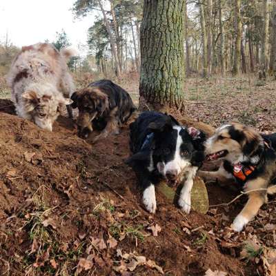 Hundetreffen-Hundetreff-Bild