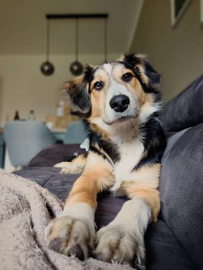 Mischlinge raten - Rätselspaß-Beitrag-Bild