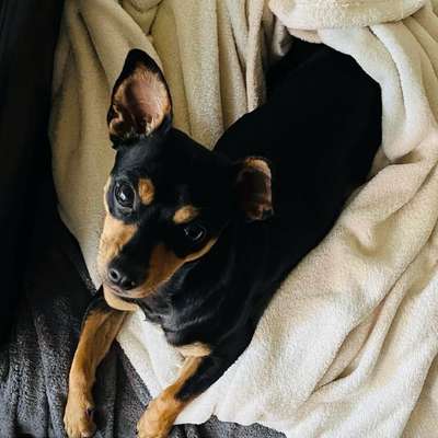Hundetreffen-Sozialisierung beim Gassi gehen-Bild