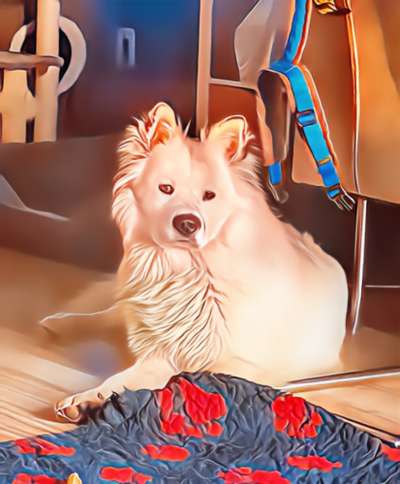 Fotochallenge 124 - Dein Comic-Hund-Beitrag-Bild