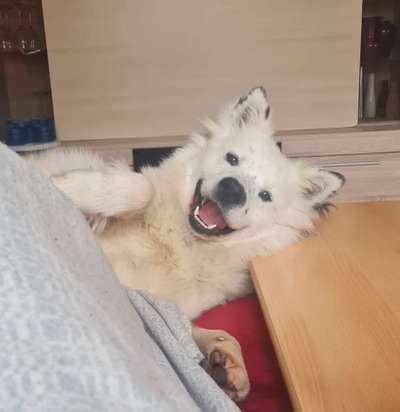 Fotochallenge NR. 123     -Karneval der Tiere--Beitrag-Bild