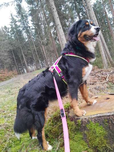 Berner Sennen-Beitrag-Bild